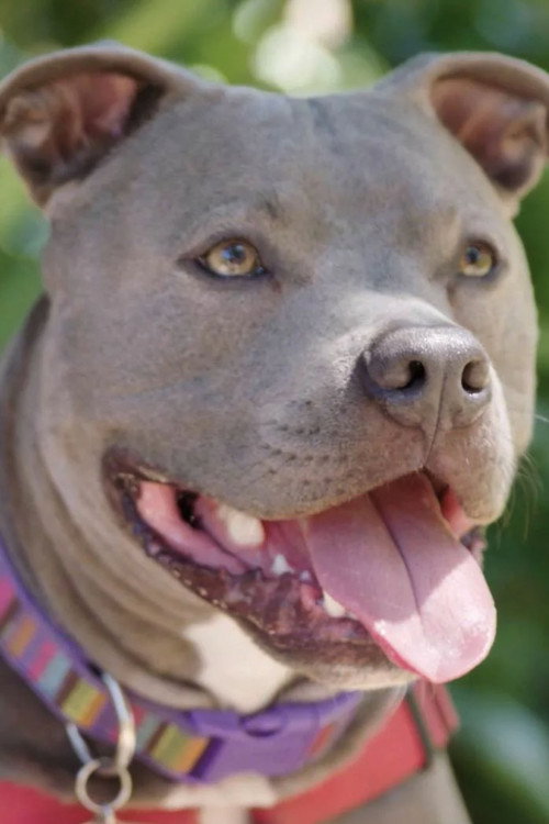 Hopalong Animal Rescue: The Power of Fostering (2019) movie poster