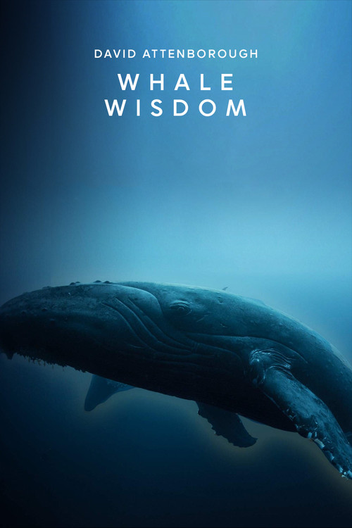 Whale Wisdom (2018) movie poster