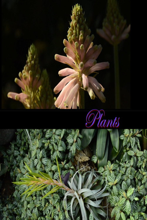 Plants (2026) movie poster