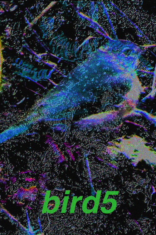 bird5.mp4 (2025) movie poster