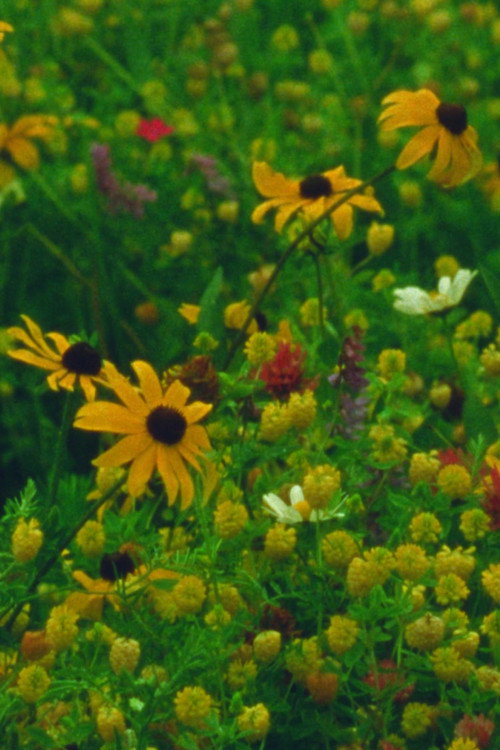 Mountain Wildflowers (2024) movie poster