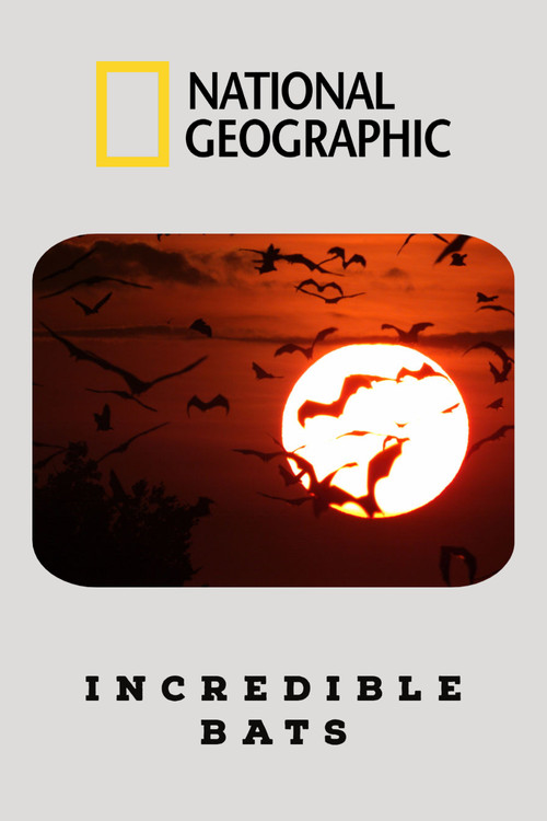 Incredible Bats (2019) movie poster