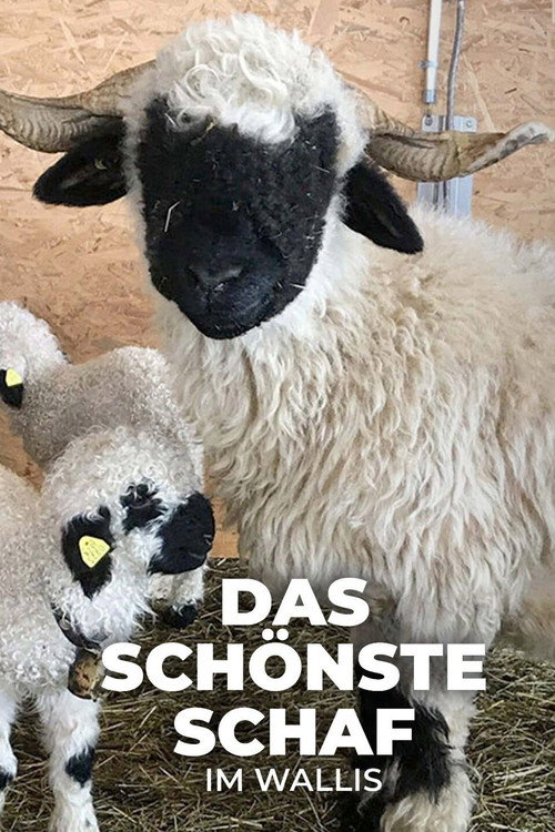 Das schönste Schaf im Wallis (2022) movie poster