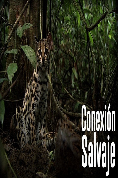 Wild Connection (2011) TV show poster