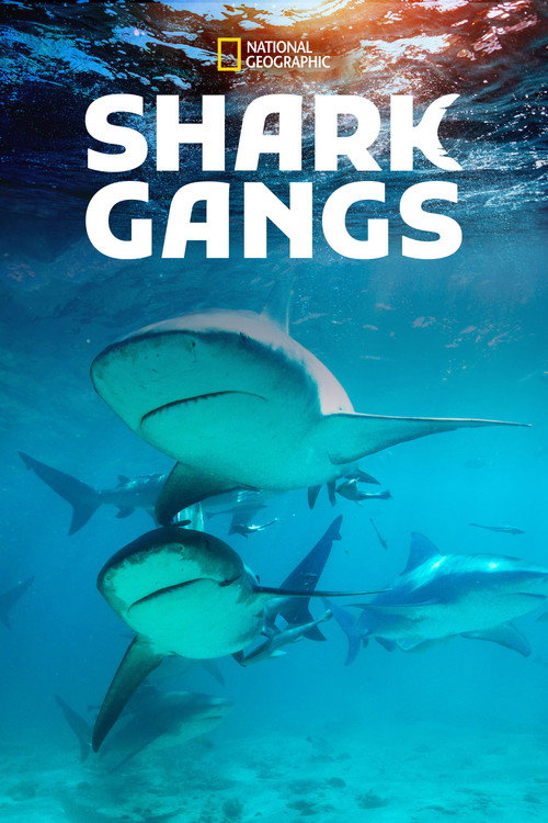 Shark Gangs (2021) movie poster