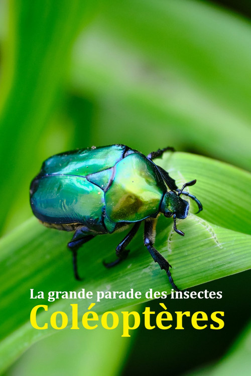 Fabulous Insects - Beetles (2024) movie poster