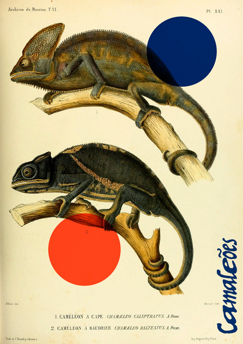 Chameleons (2022) movie poster