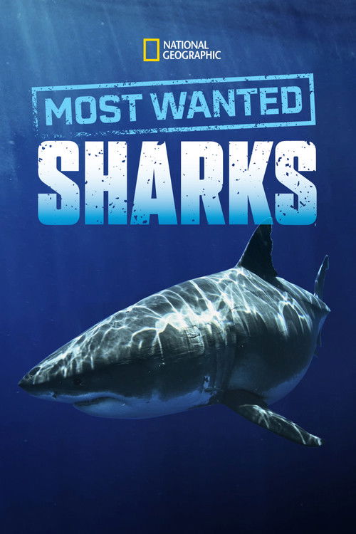 Most Wanted Sharks (2020) movie poster