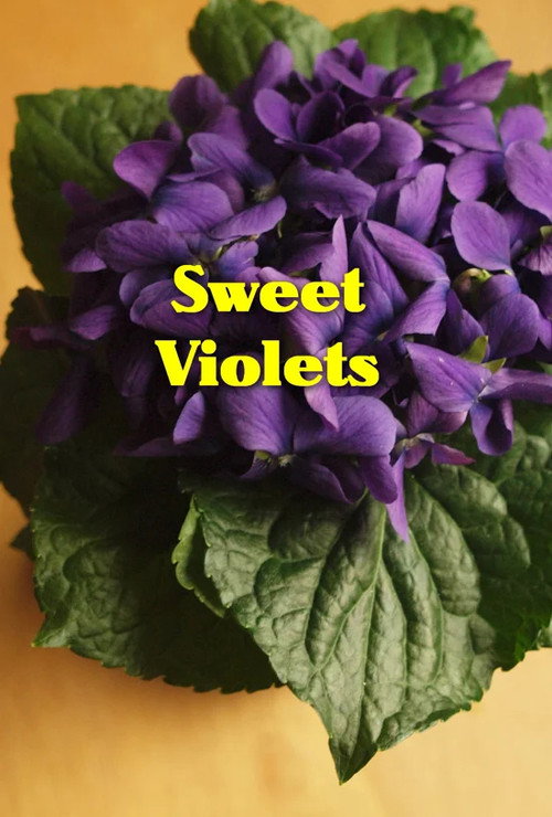 Sweet Violets (2012) movie poster