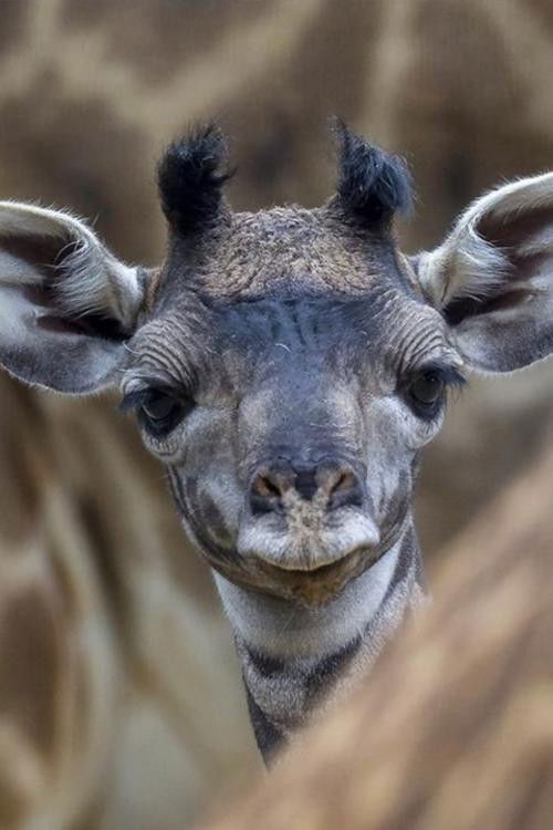The Last Giraffe (2018) movie poster