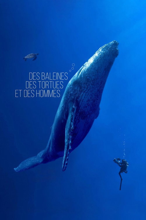 Des baleines, des tortues et des hommes (2024) movie poster