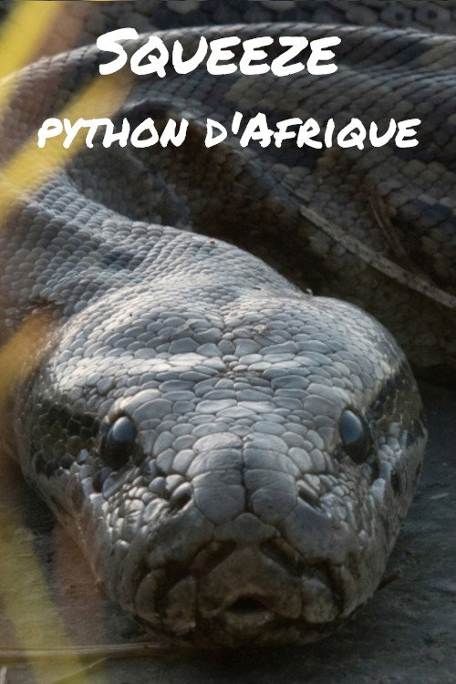 Squeeze: African Python (2017) movie poster