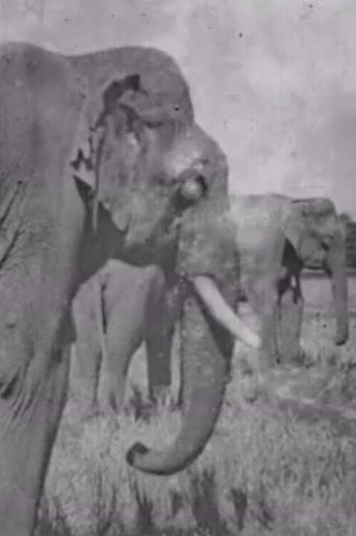 Land of the Elephants (1909) movie poster