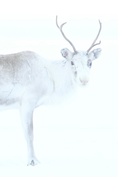 Spirit of the Reindeer (2019) movie poster