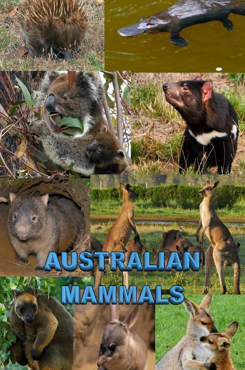 Australian Mammals (2021) movie poster