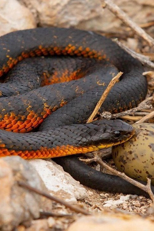 L'île aux serpents (2020) movie poster