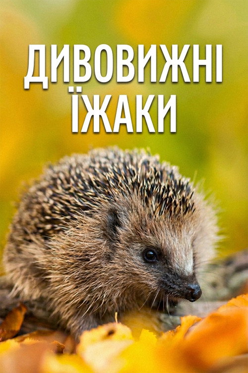 Year of the Hedgehog (2009) movie poster