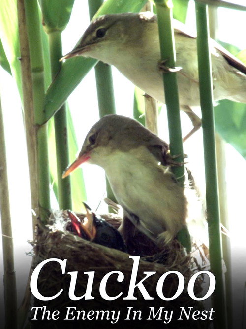 Cuckoo: The Enemy In My Nest (2017) movie poster
