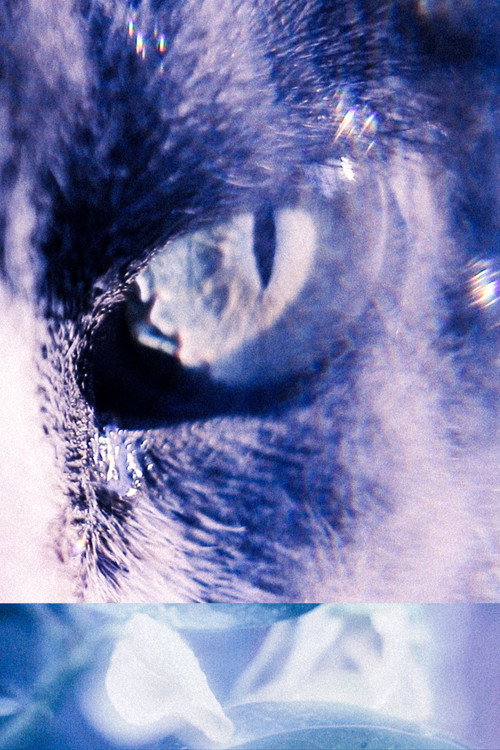 With the Eyes of My Cat (2024) movie poster