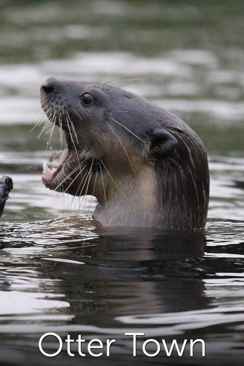 Otter Town (2016) movie poster