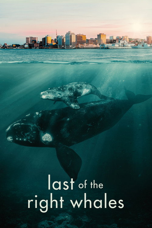 Last of the Right Whales (2021) movie poster