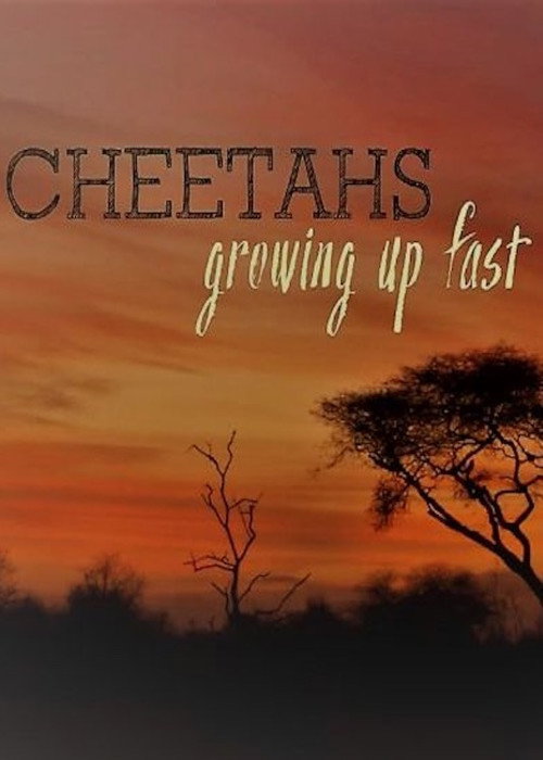 Cheetahs: Growing Up Fast (2017) movie poster