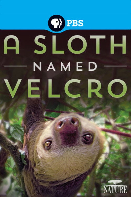 A Sloth Named Velcro (2014) movie poster