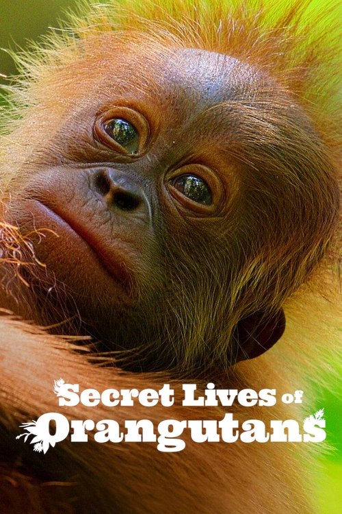 Secret Lives of Orangutans (2024) movie poster