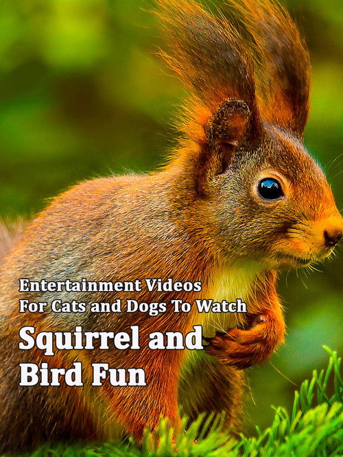 Squirrel and Bird Fun (2014) movie poster