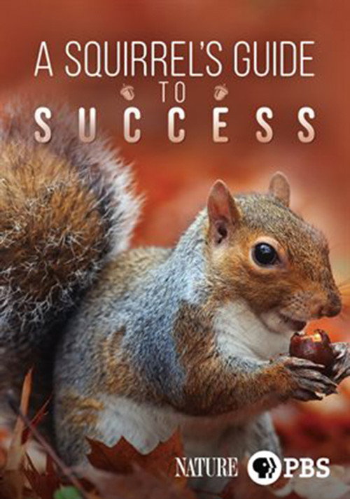 A Squirrel's Guide to Success (2018) movie poster