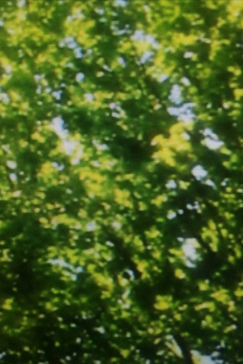 Green Leaves (2025) movie poster