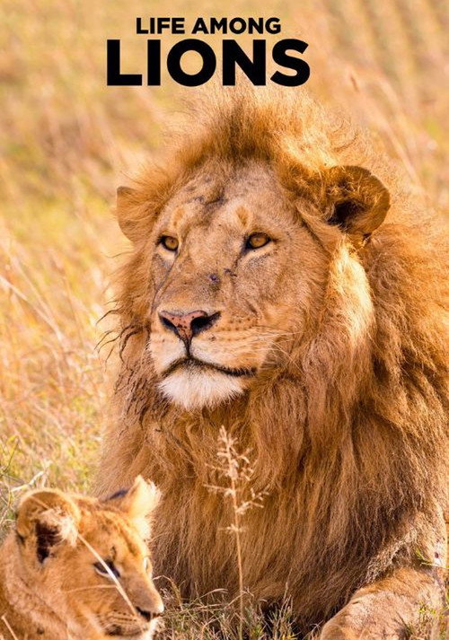 Life Among Lions (2024) TV show poster