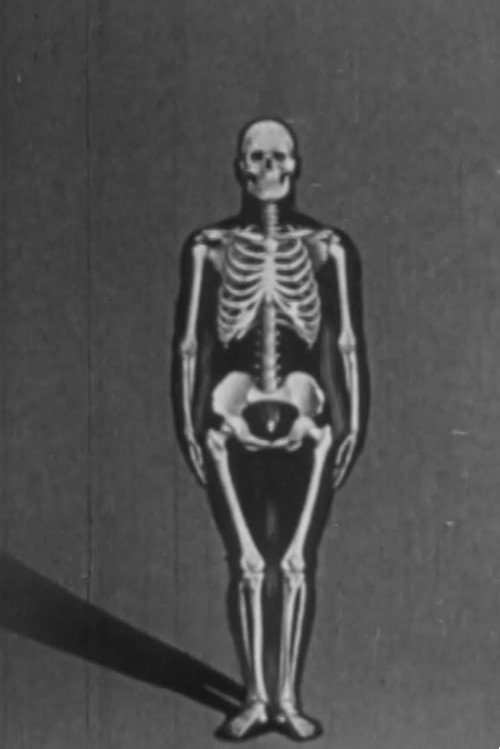 Human skeleton, structure and joints - Part I (1951) movie poster