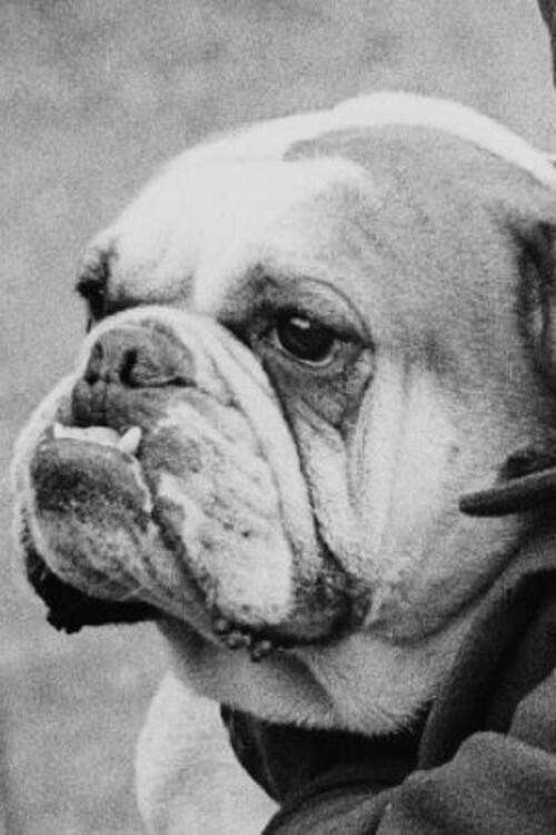 A Cat And Dog Life (1928) movie poster