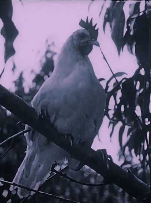 The Last Word in Chickens (1924) movie poster