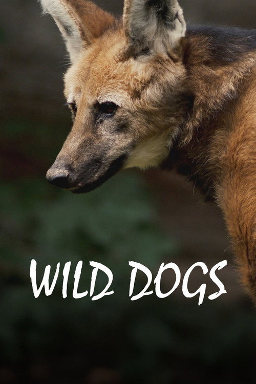 Chats et chiens sauvages (2022) TV show poster