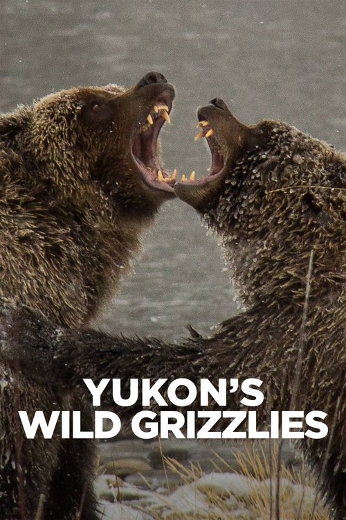 Yukon's Wild Grizzlies (2021) movie poster