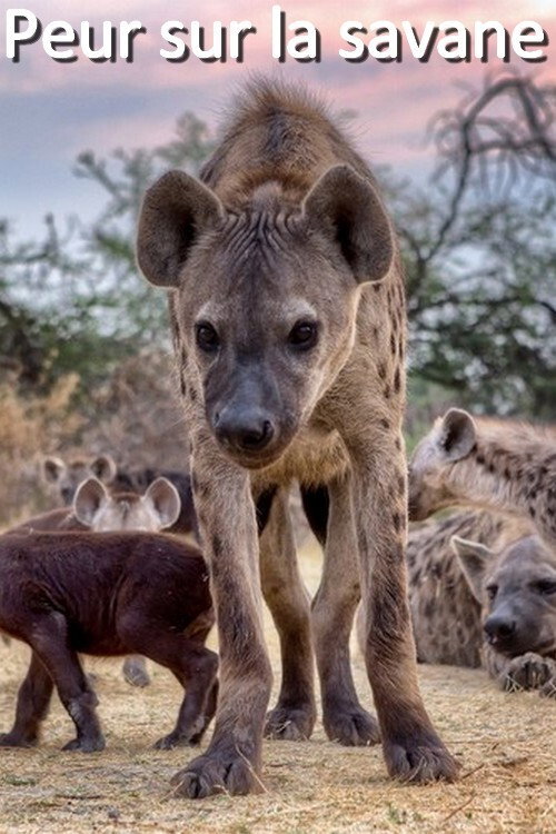Peur sur la savane (2019) movie poster
