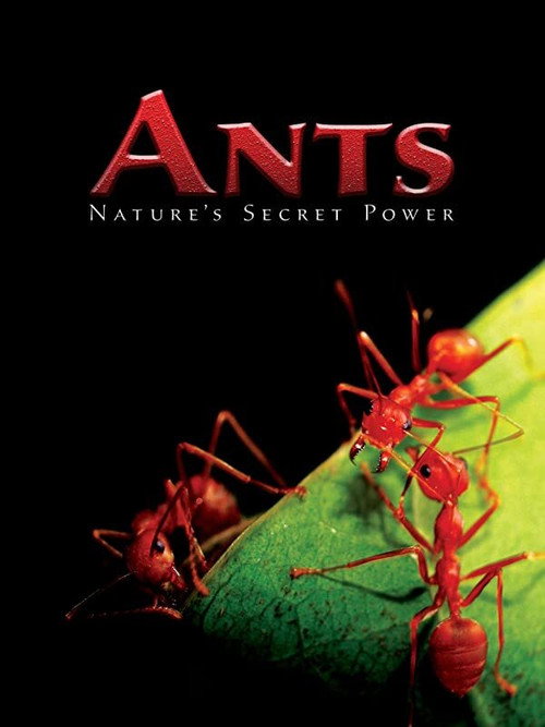 Ants - Nature's Secret Power (2004) movie poster