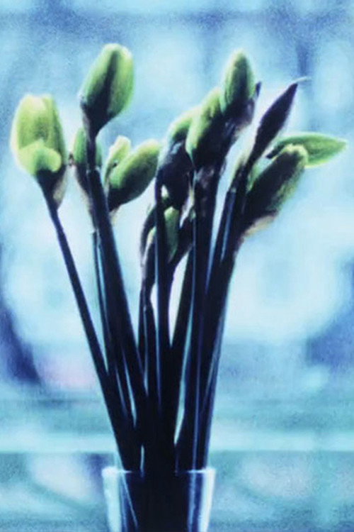 Narcissi (2012) movie poster