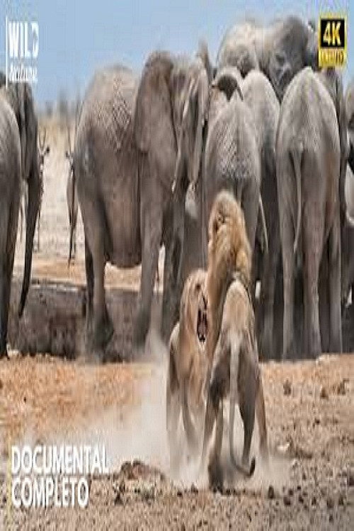 AFRICA - The Brutal Empire of Wildlife (2025) movie poster