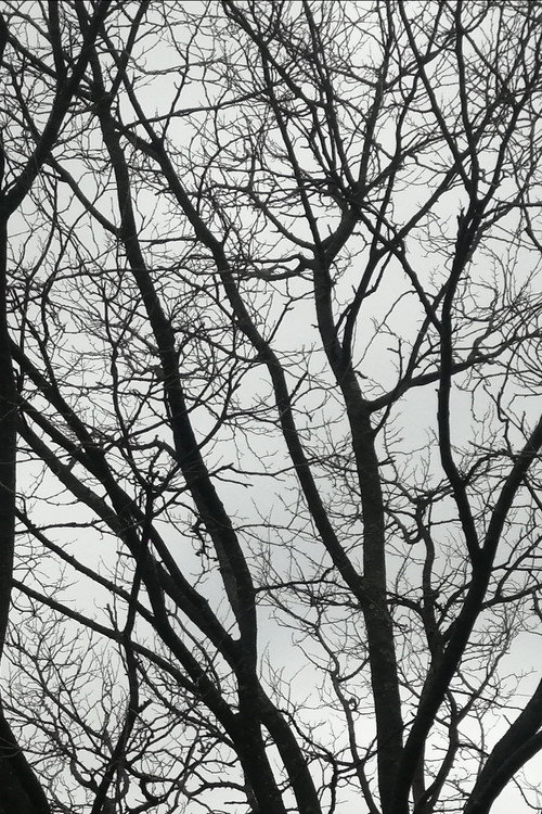 Tree Limbs (2025) movie poster