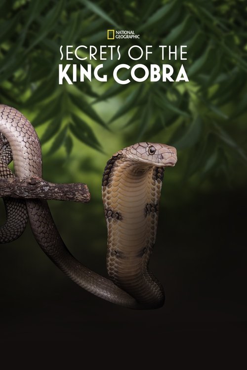 Secrets of the King Cobra (2010) movie poster