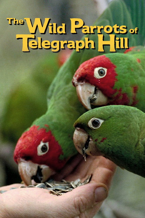 The Wild Parrots of Telegraph Hill (2003) movie poster