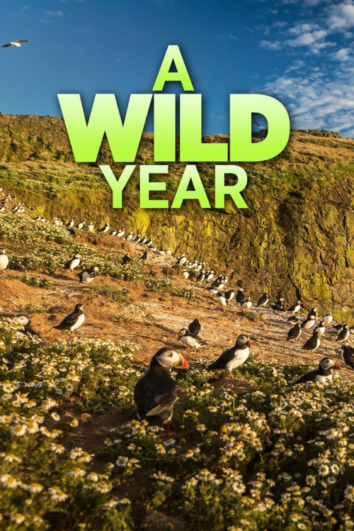 A Wild Year (2020) TV show poster