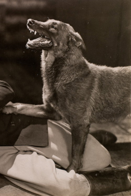 The Hound of Silver Creek (1928) movie poster
