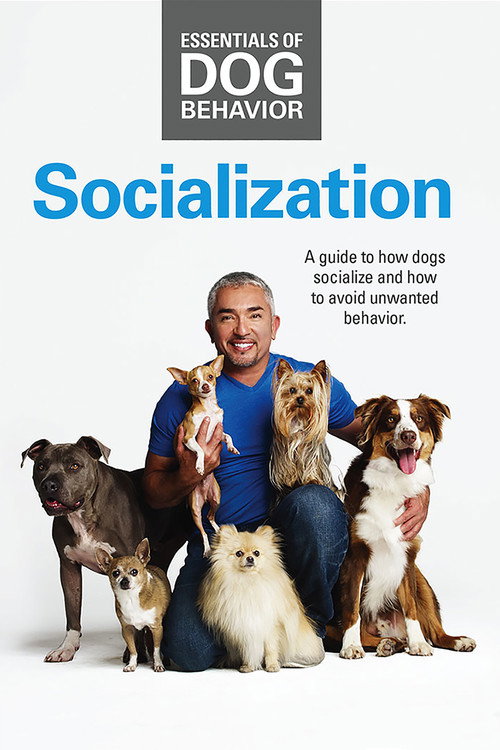 Essentials of Dog Behavior: Socialization (2014) movie poster
