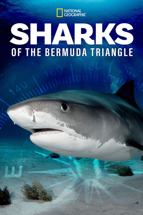 Sharks of the Bermuda Triangle (2020) movie poster