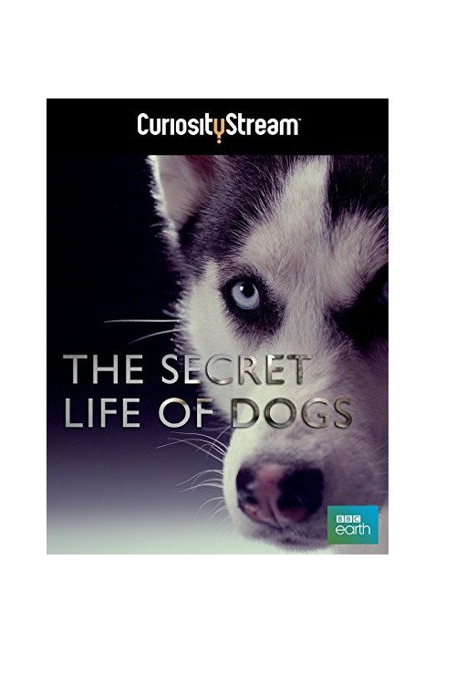 The Secret Life of Dogs (2013) movie poster