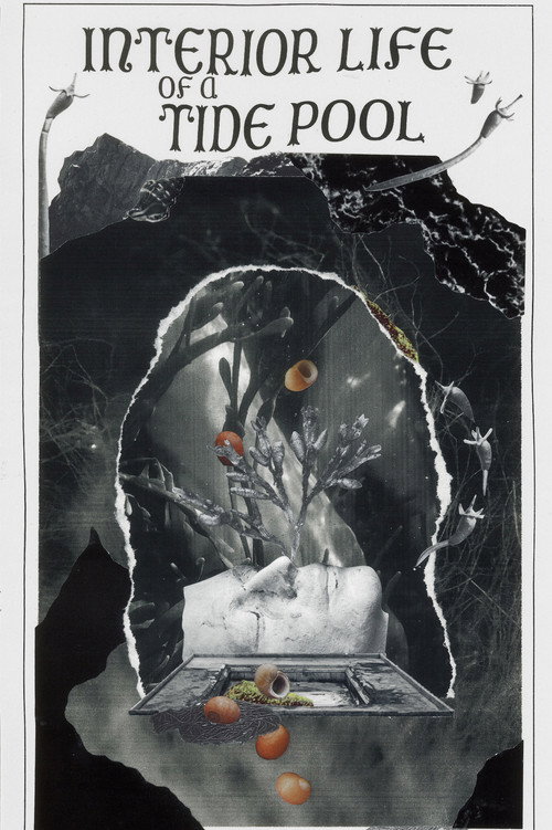 Interior Life of a Tidepool (2022) movie poster